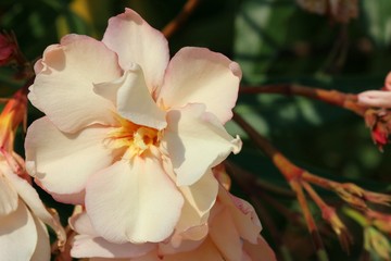 Pink oleander