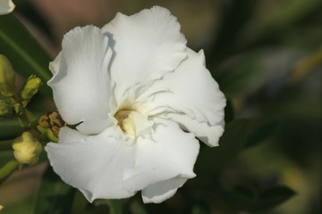 Obraz premium White oleander