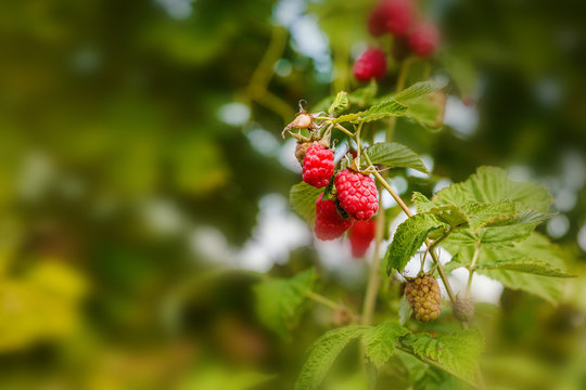 Raspberriy. Growing Organic Berries closeup. Ripe raspberry in the fruit garden