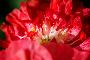 Fototapeta premium Closeup of the blooming red poppy flowers and poppy buds.