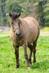 pony in a green field