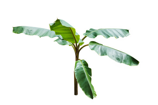 Young banana tree isolated on white background.