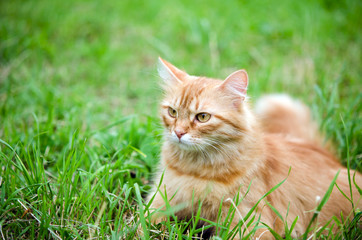Red cat on green grass