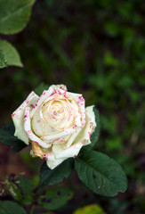 White beautiful rose 