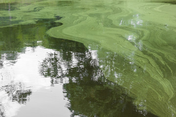 abstract green spawn on water