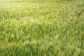 closeup of green barley field