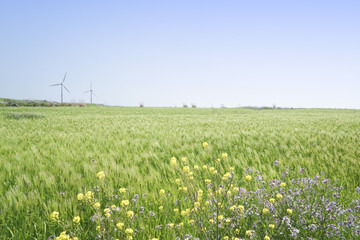 Landscape of green barley field and yellow canola flowers