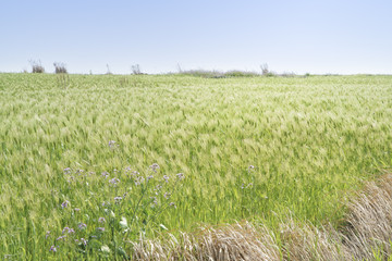 Landscape of green barley field