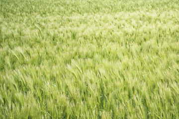 closeup of green barley field
