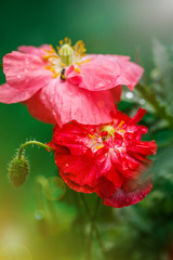 Obraz premium Closeup of the blooming red poppy flowers and poppy buds.
