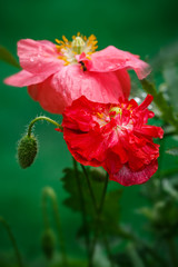 Closeup of the blooming red poppy flowers and poppy buds.