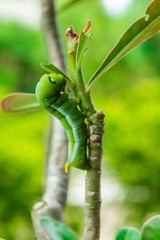 Green Caterpillar on tree branch