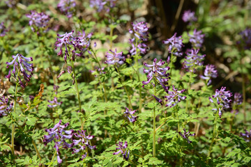 Corydalis incisa flowers