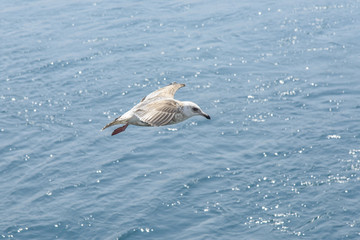 flying Seagull