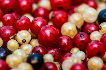 Close up white or yellow, red,  black  raw currant background