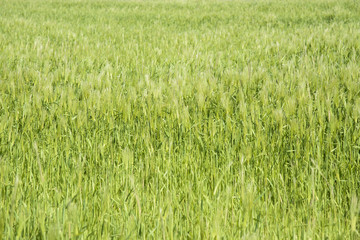 closeup of green barley field