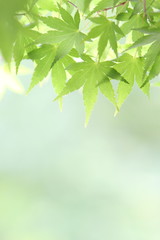 Fototapeta na wymiar 新緑の楓