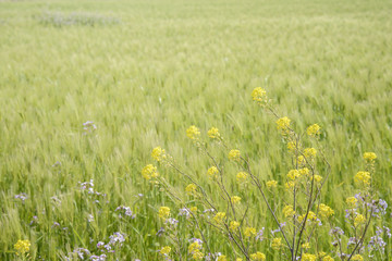 yellow canola flowers