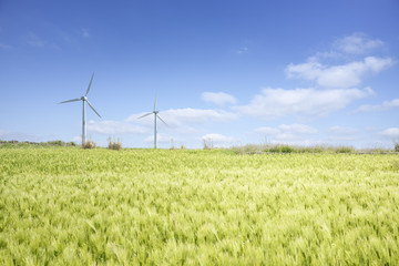 Landscape of green barley field