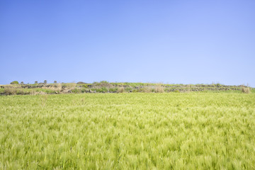 Landscape of green barley field
