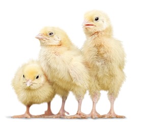 Three, isolated, pets.