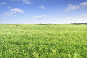 Landscape of green barley field and horizon