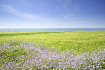 Fototapeta na wymiar Landscape of green barley field and horizon