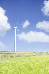 Fototapeta premium Landscape of green barley field and wind generato