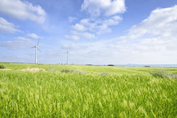 Fototapeta na wymiar Landscape of green barley field and wind generato
