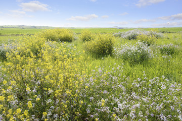 Obraz premium canola flowers in a filed