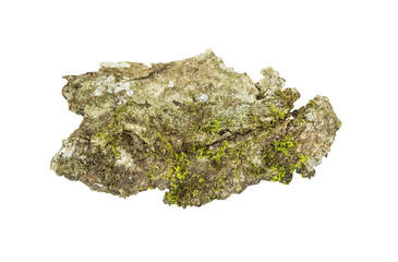 Tree bark with moss isolated on white background