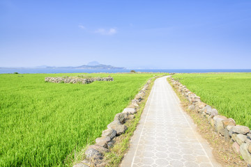 Landscape of green barley field and horizon