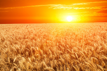 wheat field at the sunset