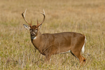 Male White Tailed Deer antlered looking at the camera.