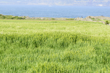 Landscape of green barley field and horizon