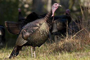 Close up Wild turkey in Cades Cove.