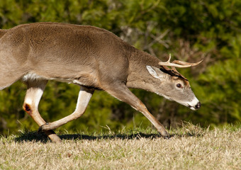 Male White tailed buck with horns pointed and ears down ready to fight.