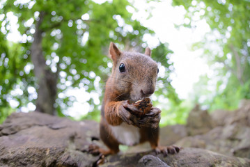 胡桃を食べるエゾリス