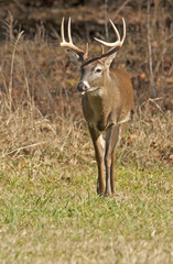 White tailed buck with antlers in Cades Cove.