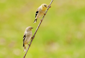 Two American Goldfinch perched on a small branch.