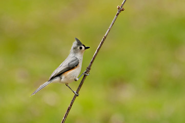 Tufted Titmouse sits on a single branch.