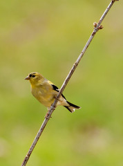 Small yellow songbird perched on a small branch.