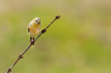 American Goldfinch perching on a small twig. 