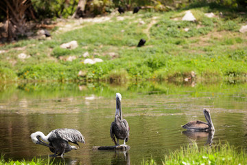 Pelicans in the pond