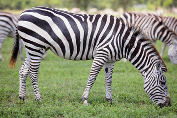 Fototapeta na wymiar Zebra eating grass