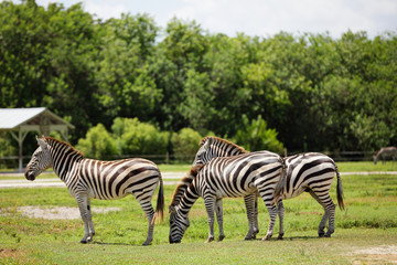 Fototapeta na wymiar Zebras in a field
