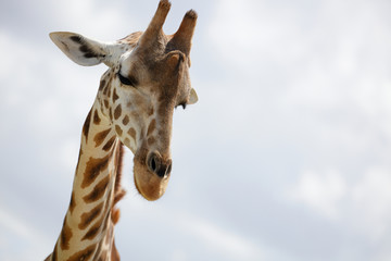 Headshot of a giraffe