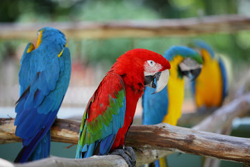 Naklejka na ściany i meble Parrots in the jungle