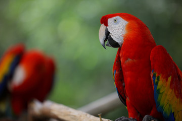 Parrot in the jungle