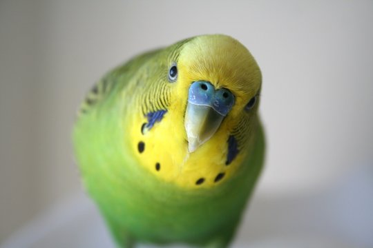 Fototapeta Green and yellow male parakeet close up stock photo